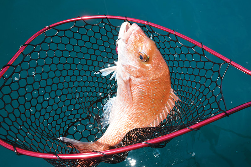 Shimano Coltsniper wonderfall jigs - The Fishing Website